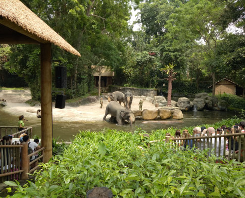 zoo-childfirst-king-albert-park-05