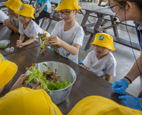 kokfah-technology-farm-childfirst-mountbatten-07