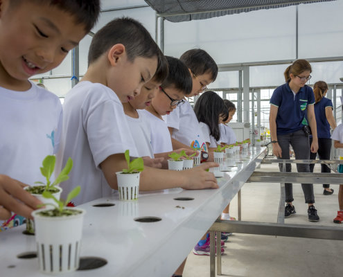 kokfah-technology-farm-childfirst-mountbatten-27