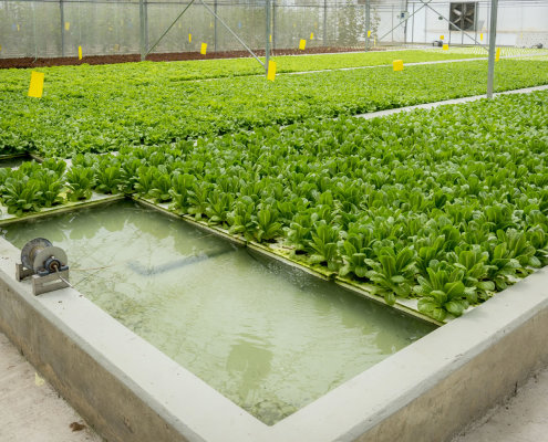 kokfah-technology-farm-childfirst-mountbatten-28