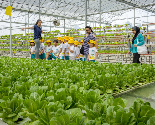 kokfah-technology-farm-childfirst-mountbatten-29