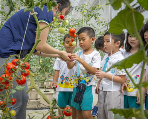 kokfah-technology-farm-childfirst-mountbatten-31