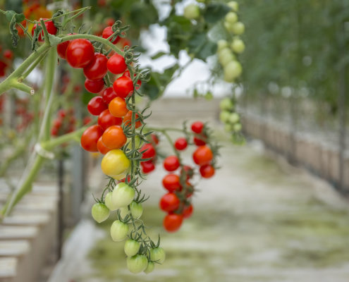 kokfah-technology-farm-childfirst-mountbatten-32