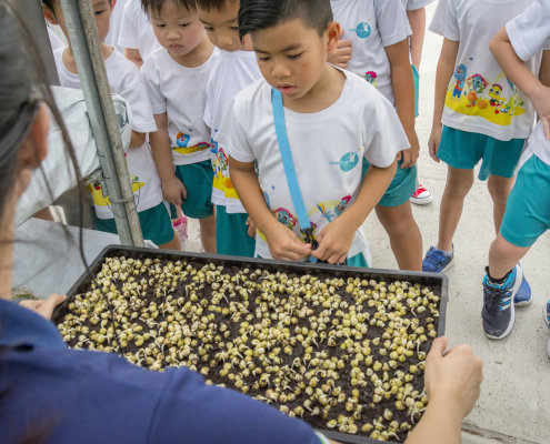 kokfah-technology-farm-childfirst-mountbatten-33