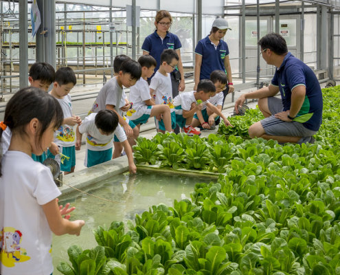 kokfah-technology-farm-childfirst-mountbatten-35