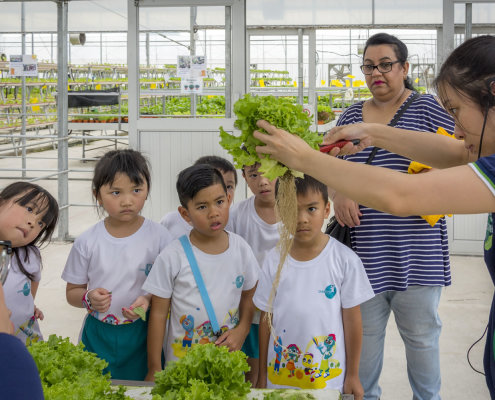 kokfah-technology-farm-childfirst-mountbatten-36