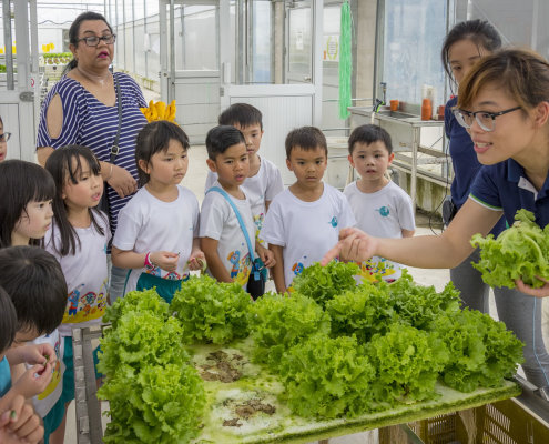 kokfah-technology-farm-childfirst-mountbatten-37